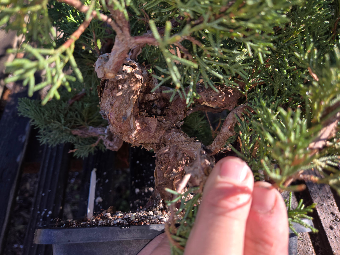 Kishu Shimpaku Juniper, JCS213