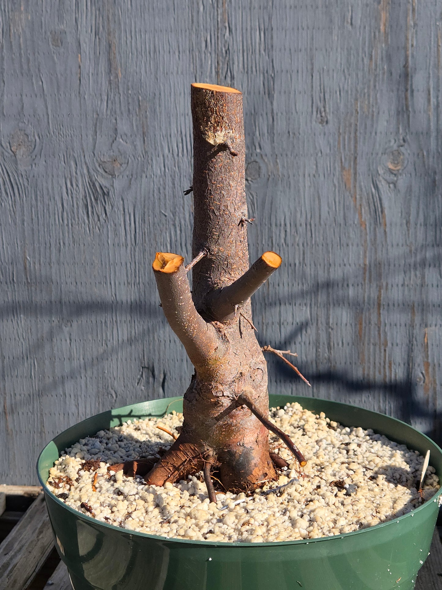 Siebold's Crab Apple, Malus toringo, Mtor