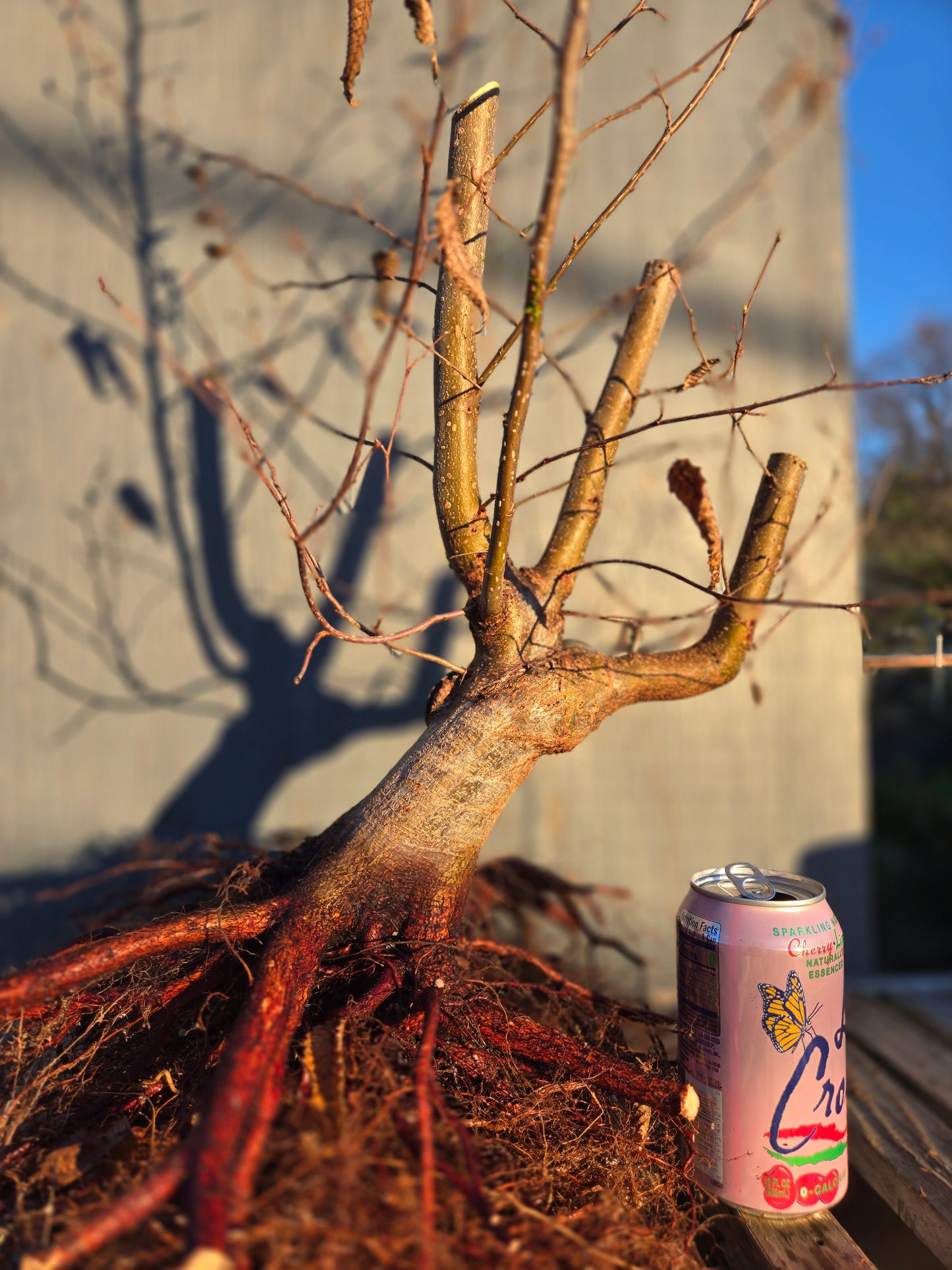 Carpinus japonica, Japanese Hornbeam, Cj W1