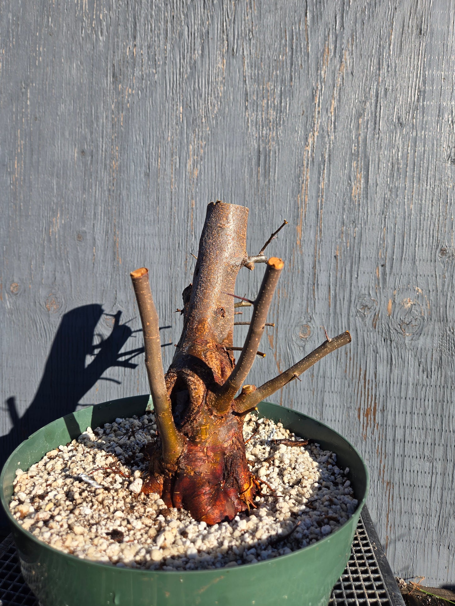 Hall's Crabapple, Malus halliana, Mhall10