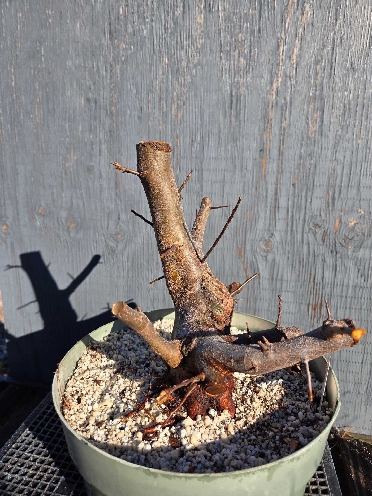 Hall's Crabapple, Malus halliana, Mhall11