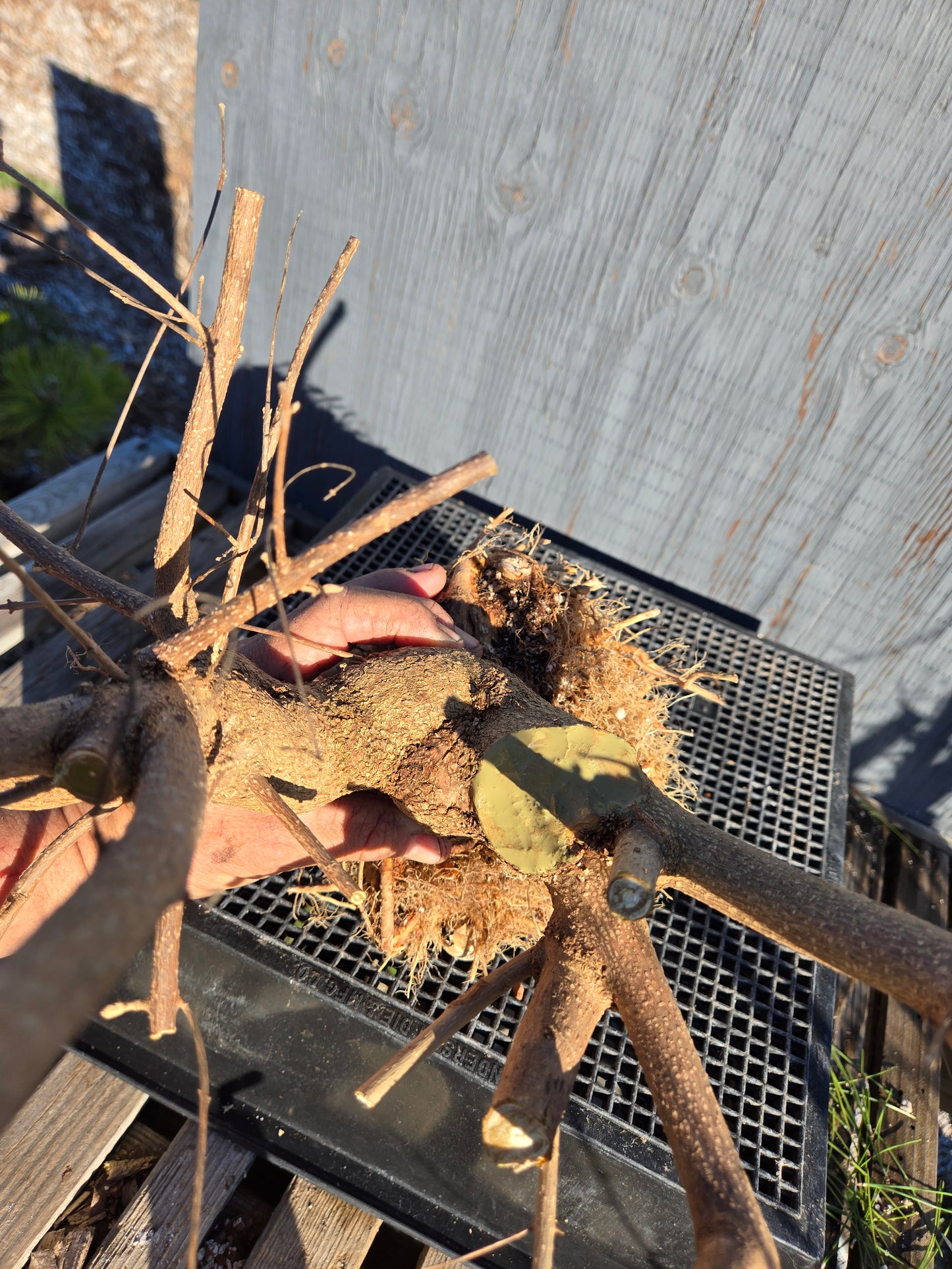 Beauty Berry, Callicarpa japponica, CalliJ2