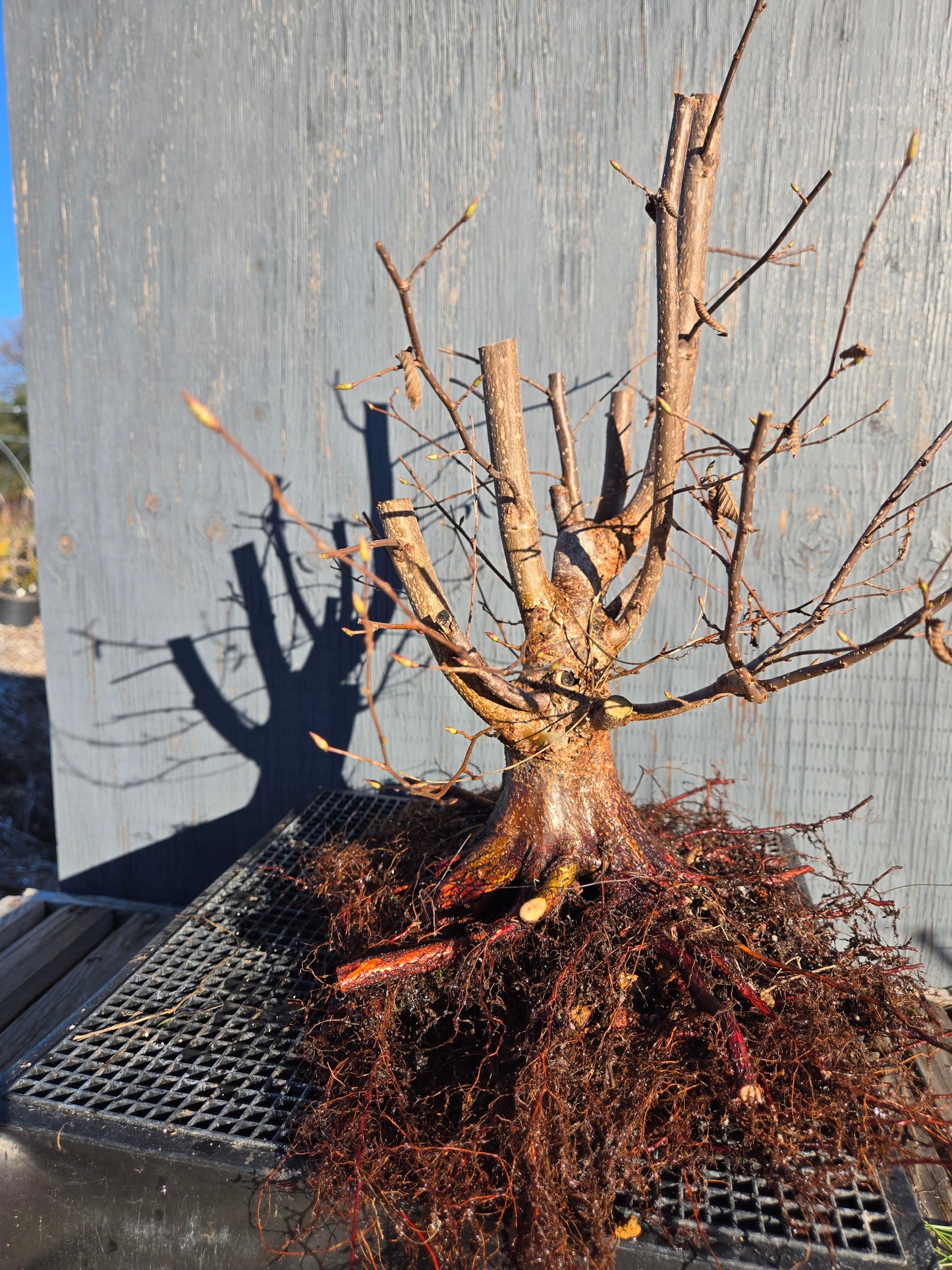 Carpinus japonica, Japanese Hornbeam, Cj W10