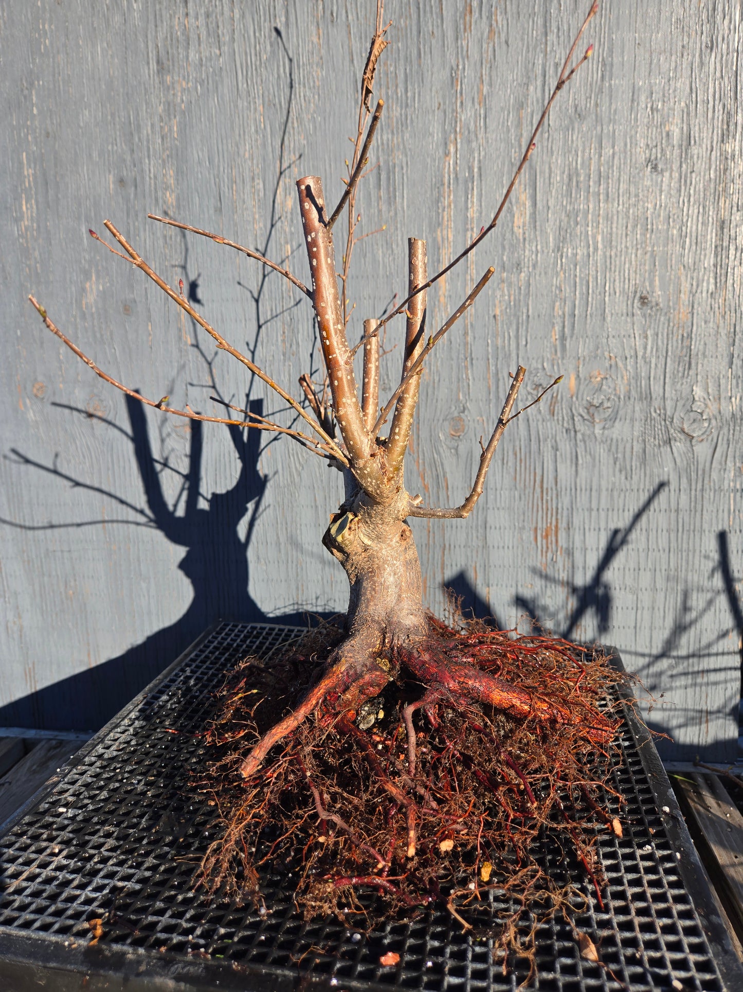 Carpinus japonica, Japanese Hornbeam, Cj W14