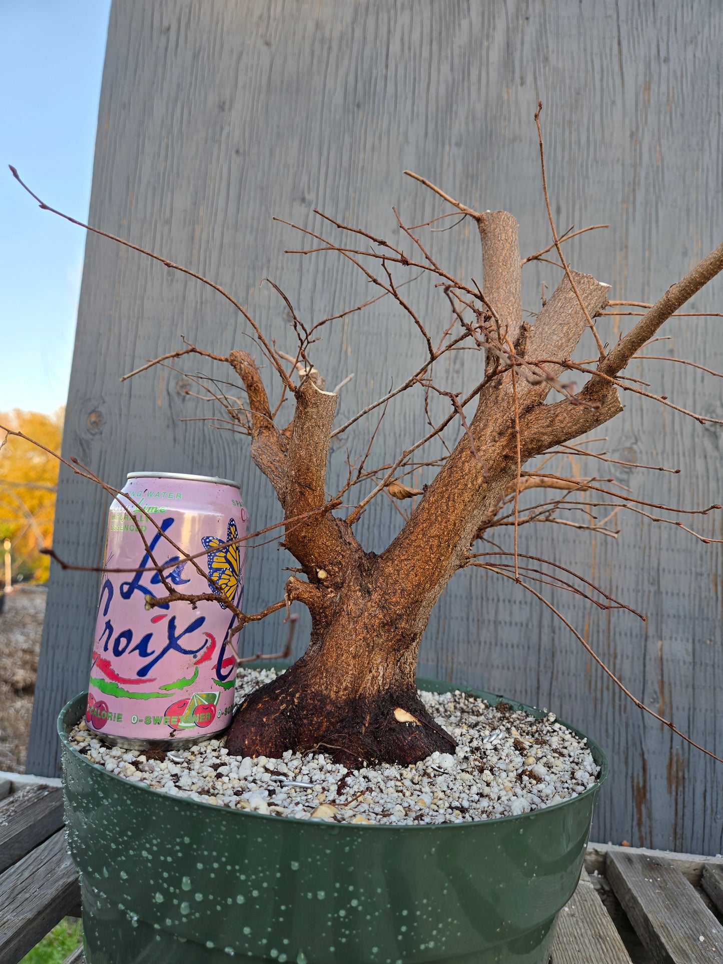 Carpinus coreana, Korean Hornbeam, Ccor sp1