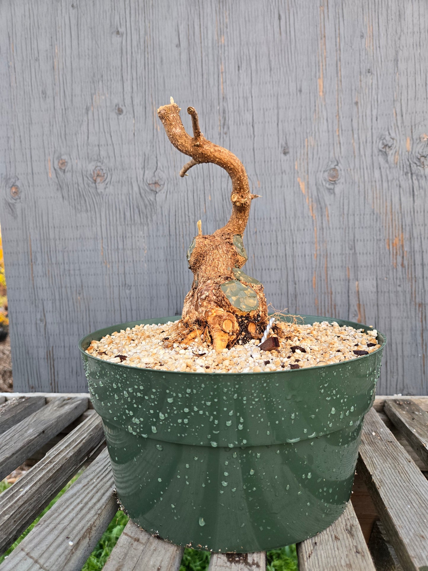 Beauty Berry, Callicarpa japponica, CalliJ sp1