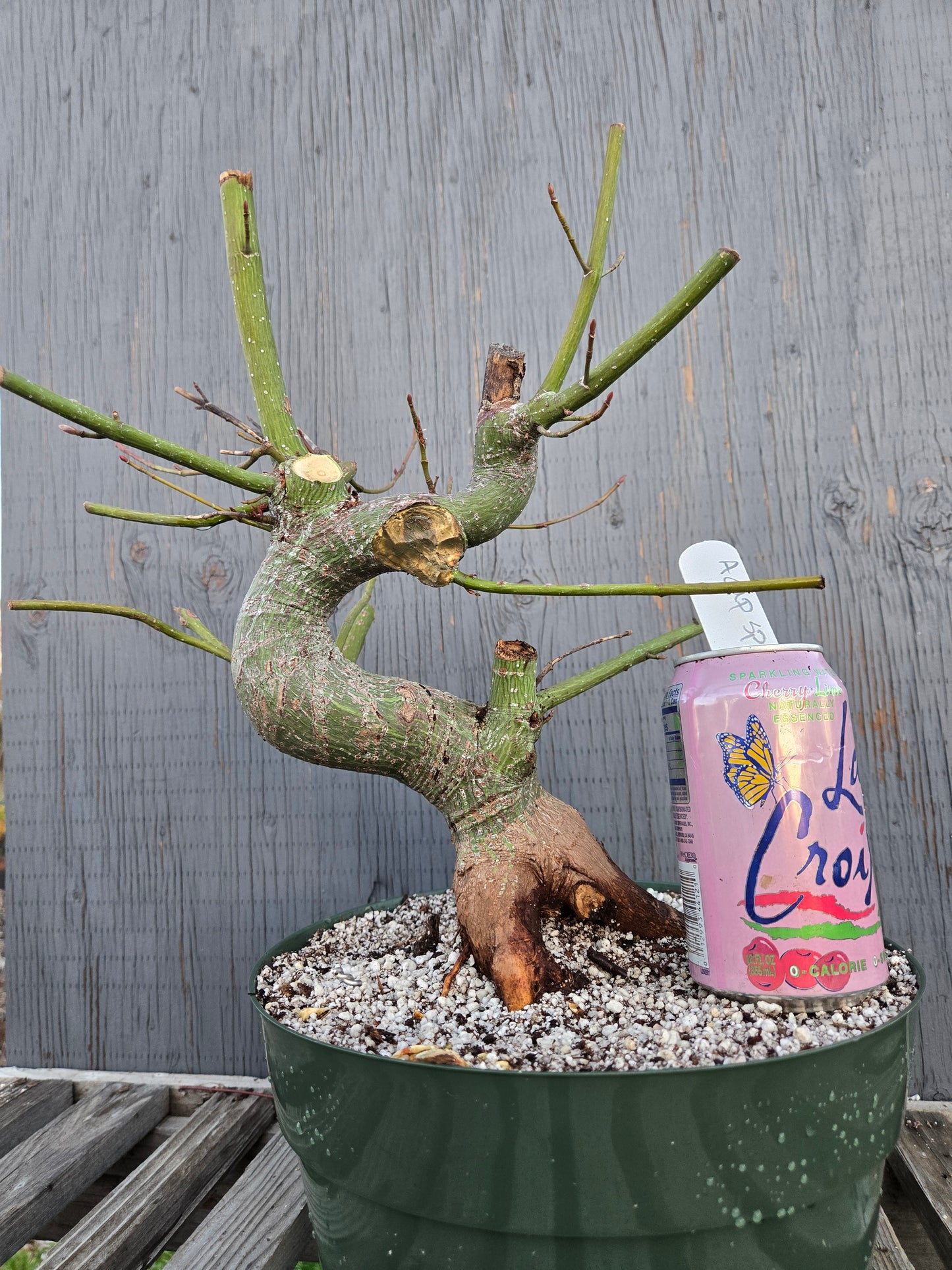 Snake Bark Maple, Acer capillipes, Acap sp1