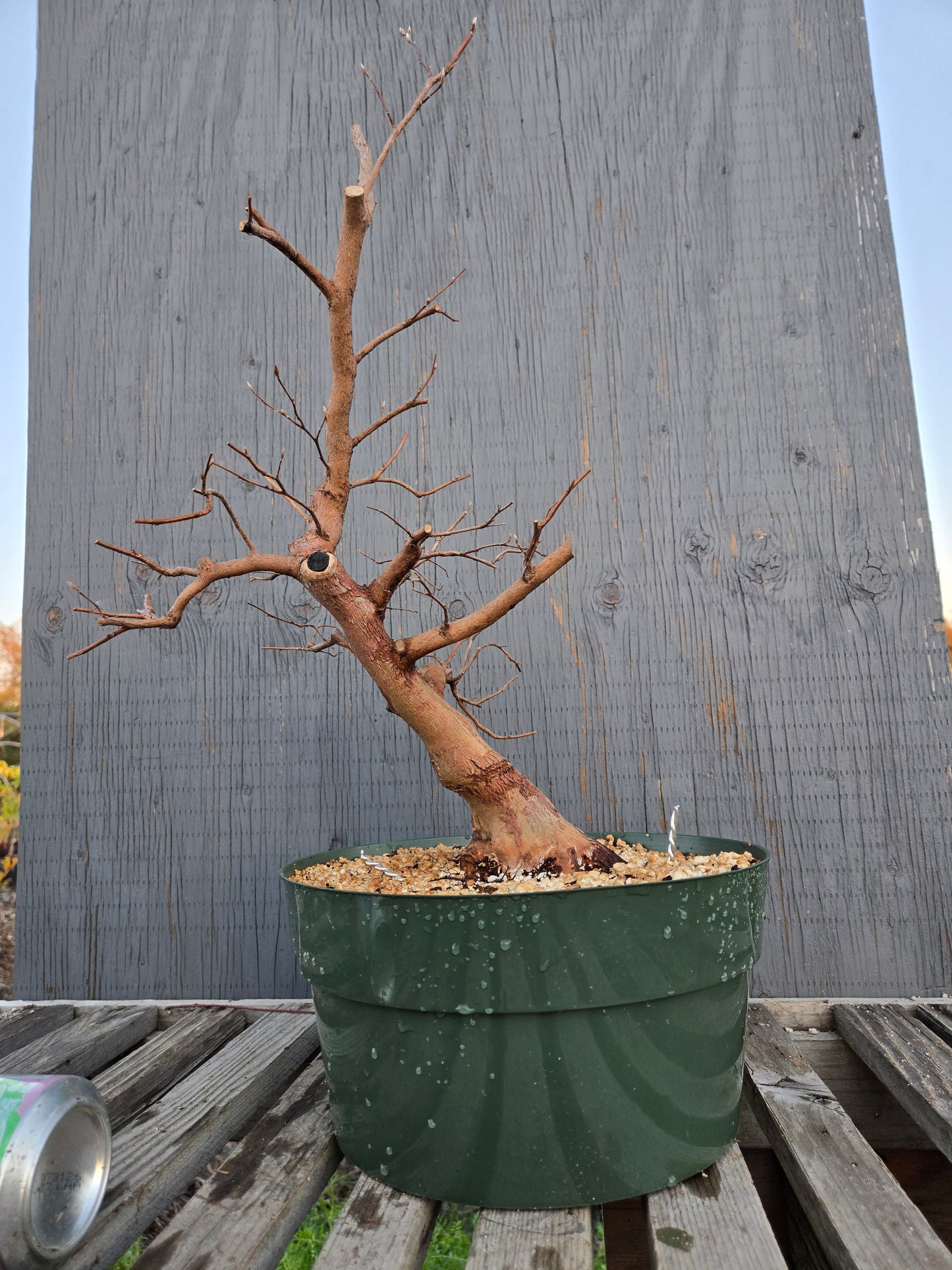 Stewartia Monadelpha, Tall Stewartia, Smon sp1