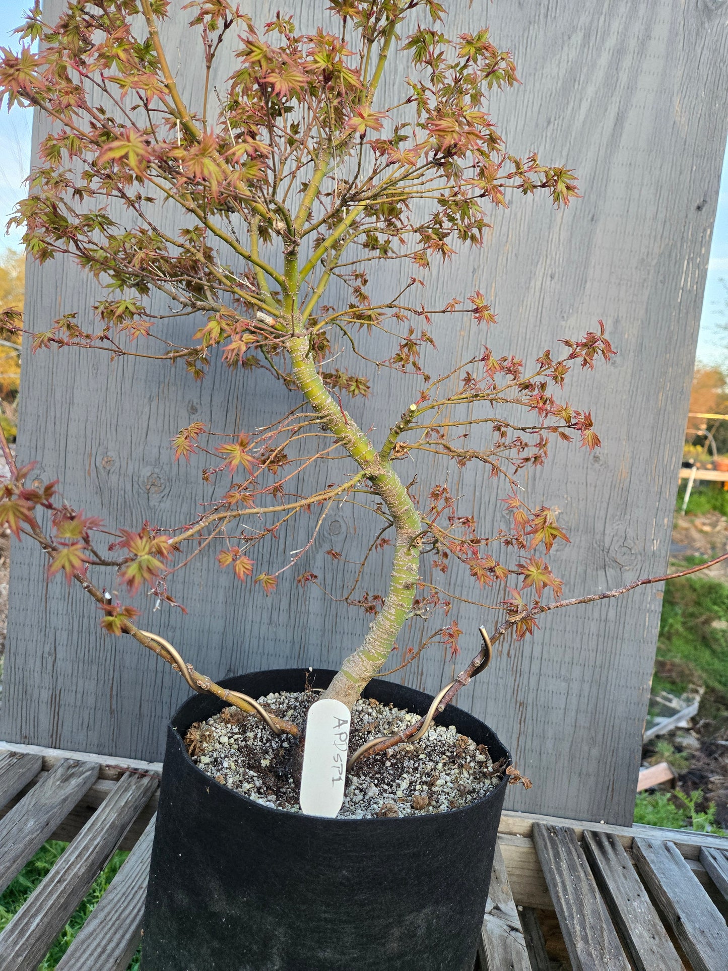 Field Grown Dwarf Japanese Maple, Acer palmatum. Apd sp1