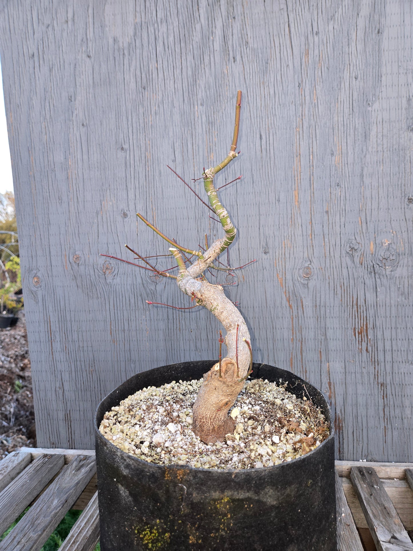 Field Grown Japanese Maple, Acer palmatum. Ap sp1
