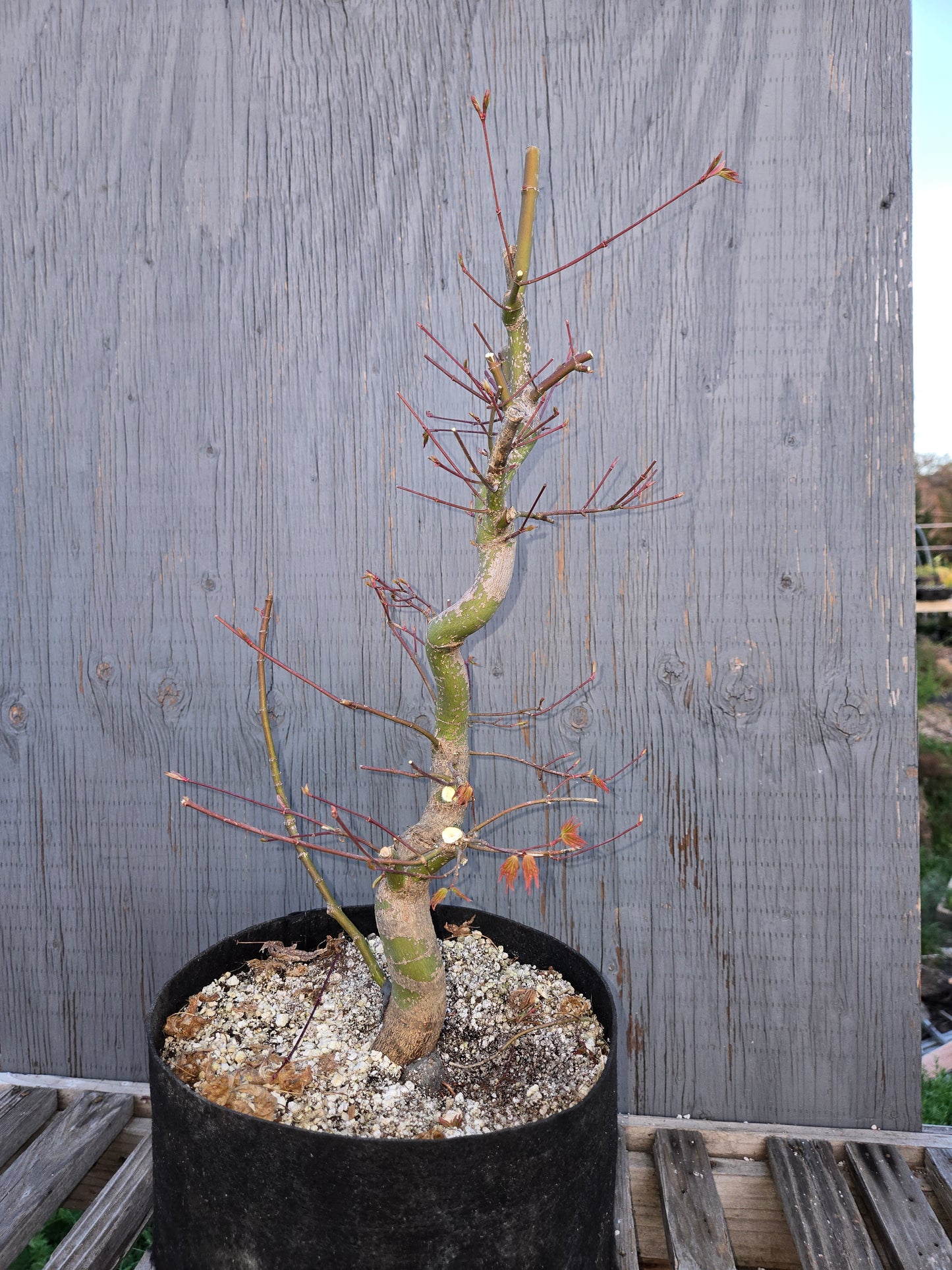 Field Grown Japanese Maple, Acer palmatum. Ap sp2