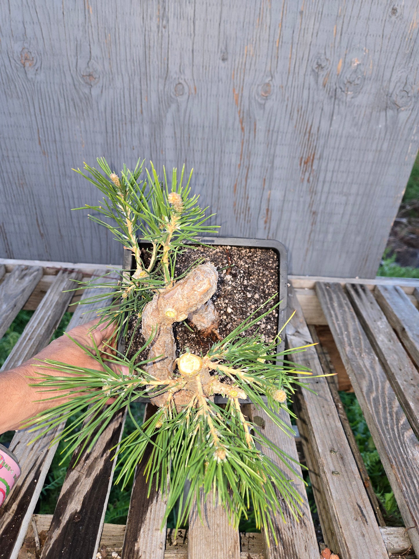Japanese Black Pine 'Mikawa' JBP14 (Copy)
