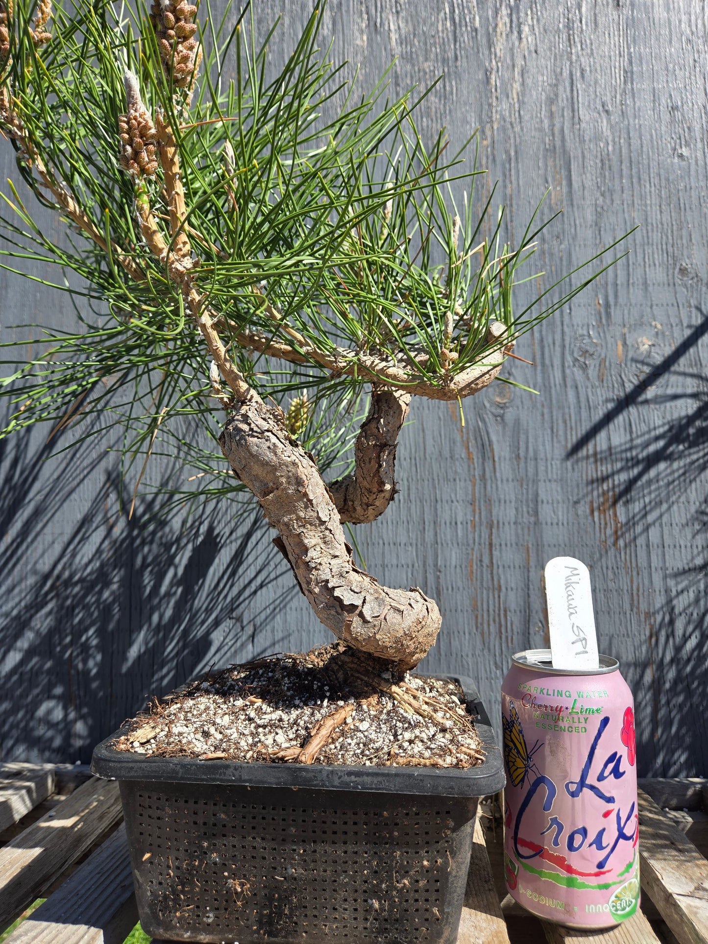 Japanese Black Pine 'Mikawa' JBP