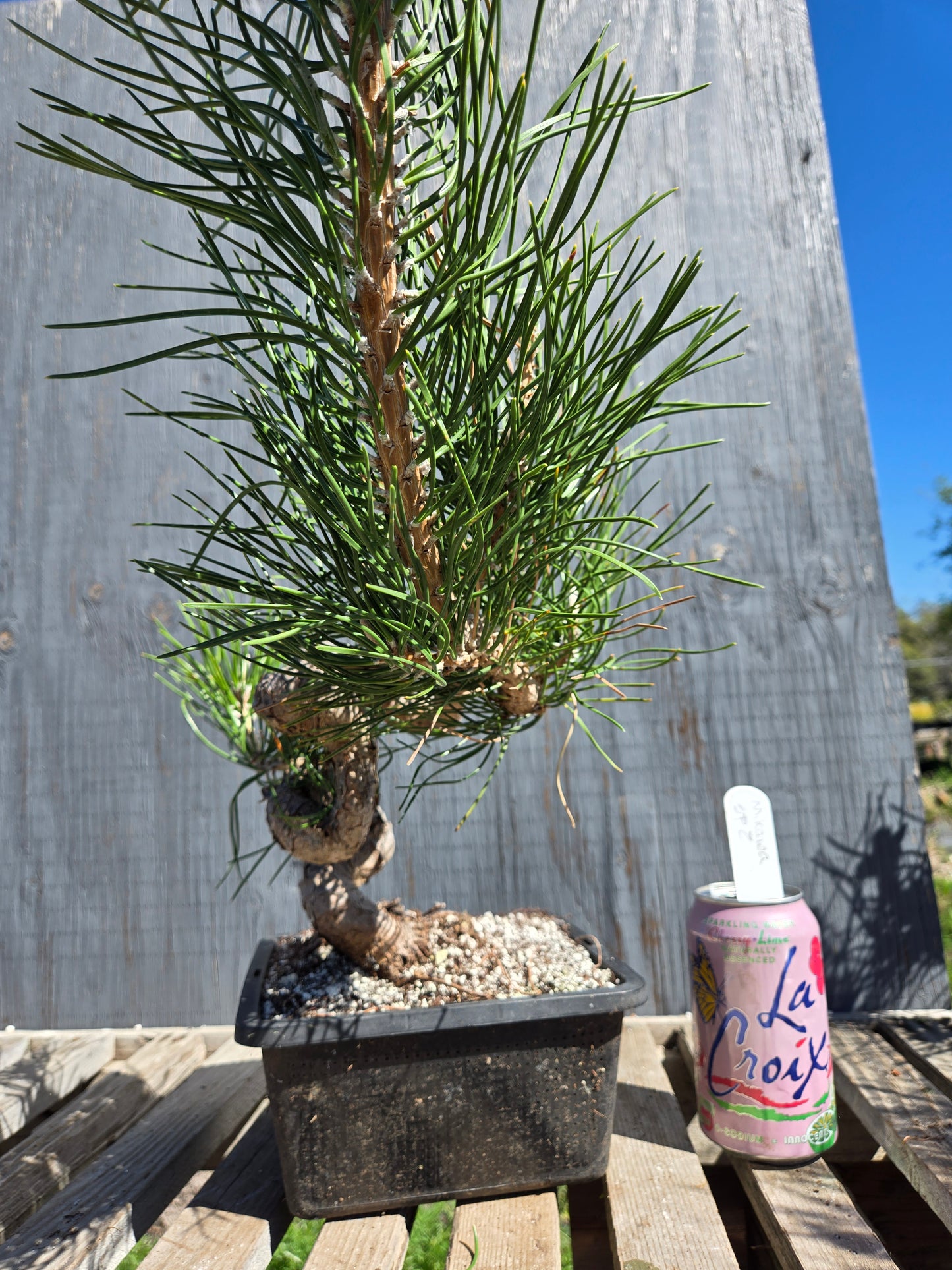 Japanese Black Pine 'Mikawa' JBP sp2