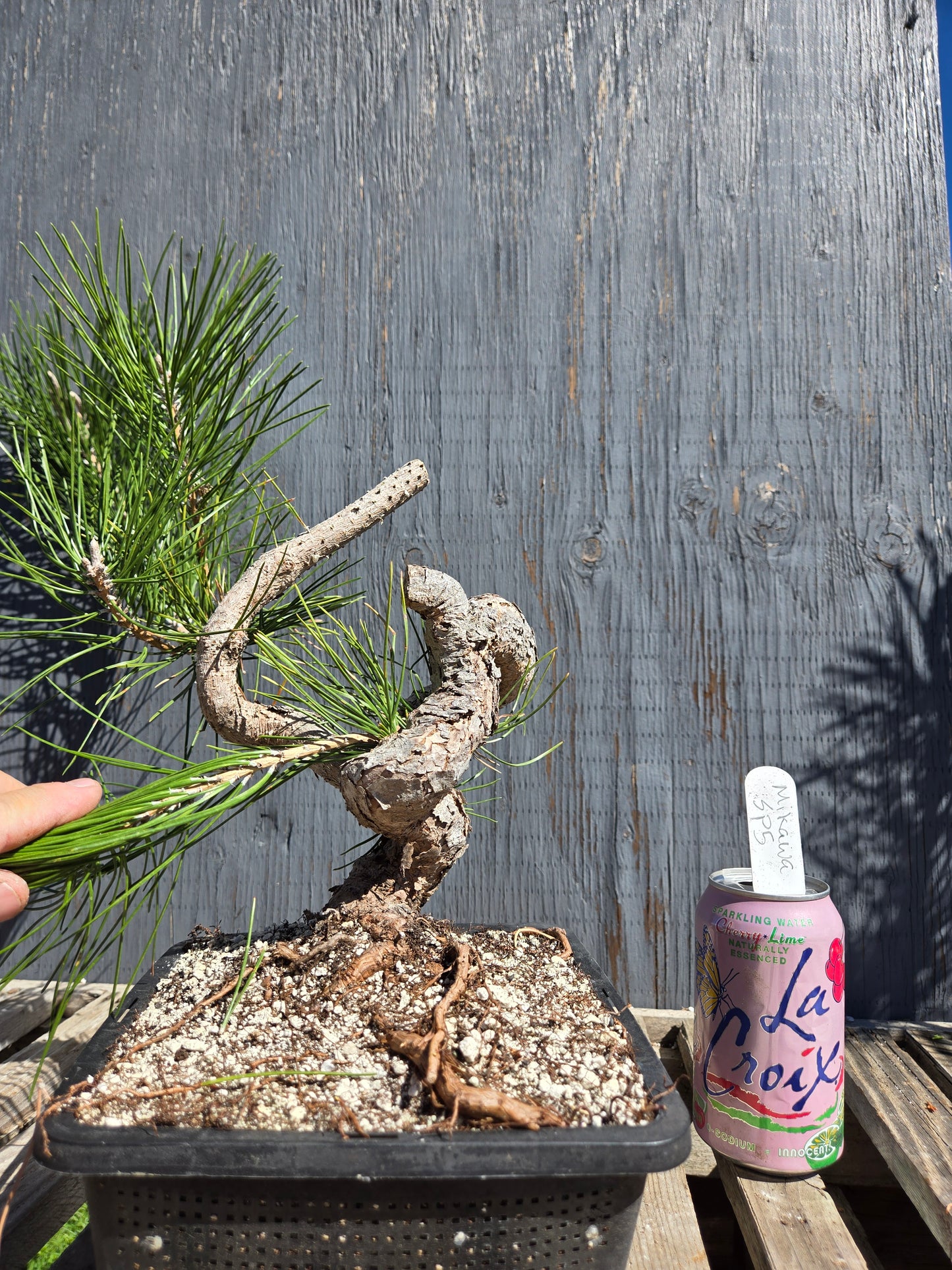 Japanese Black Pine 'Mikawa' JBP sp5
