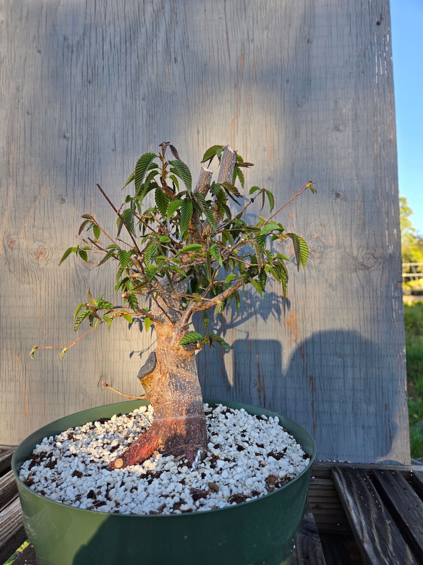 Carpinus japonica, Japanese Hornbeam, Cj sp2