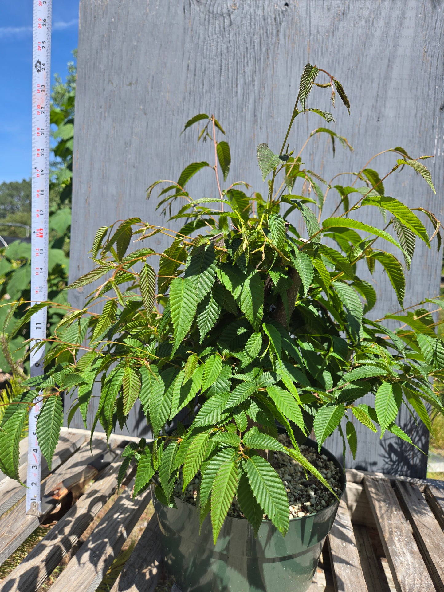 Carpinus japonica, Japanese Hornbeam, Cj SUM 01