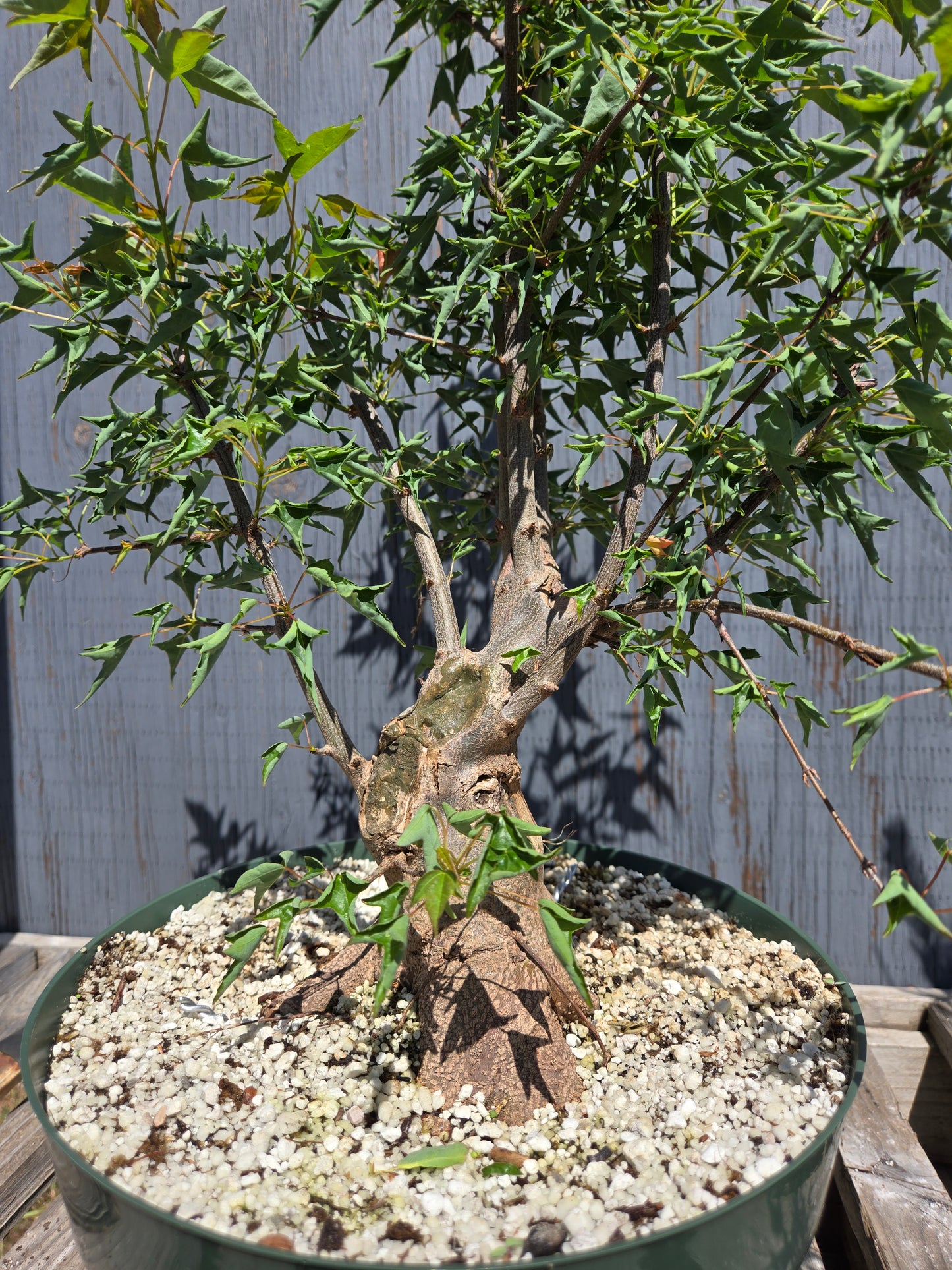 Trident Maple, 'Naruto' SUM 00
