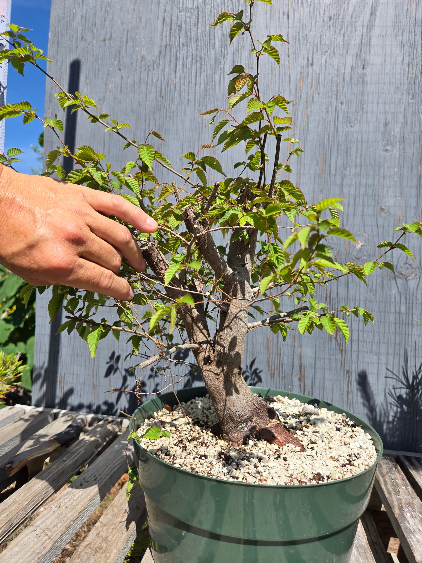Carpinus laxiflora, Loose Flower Hornbeam Clax sum1