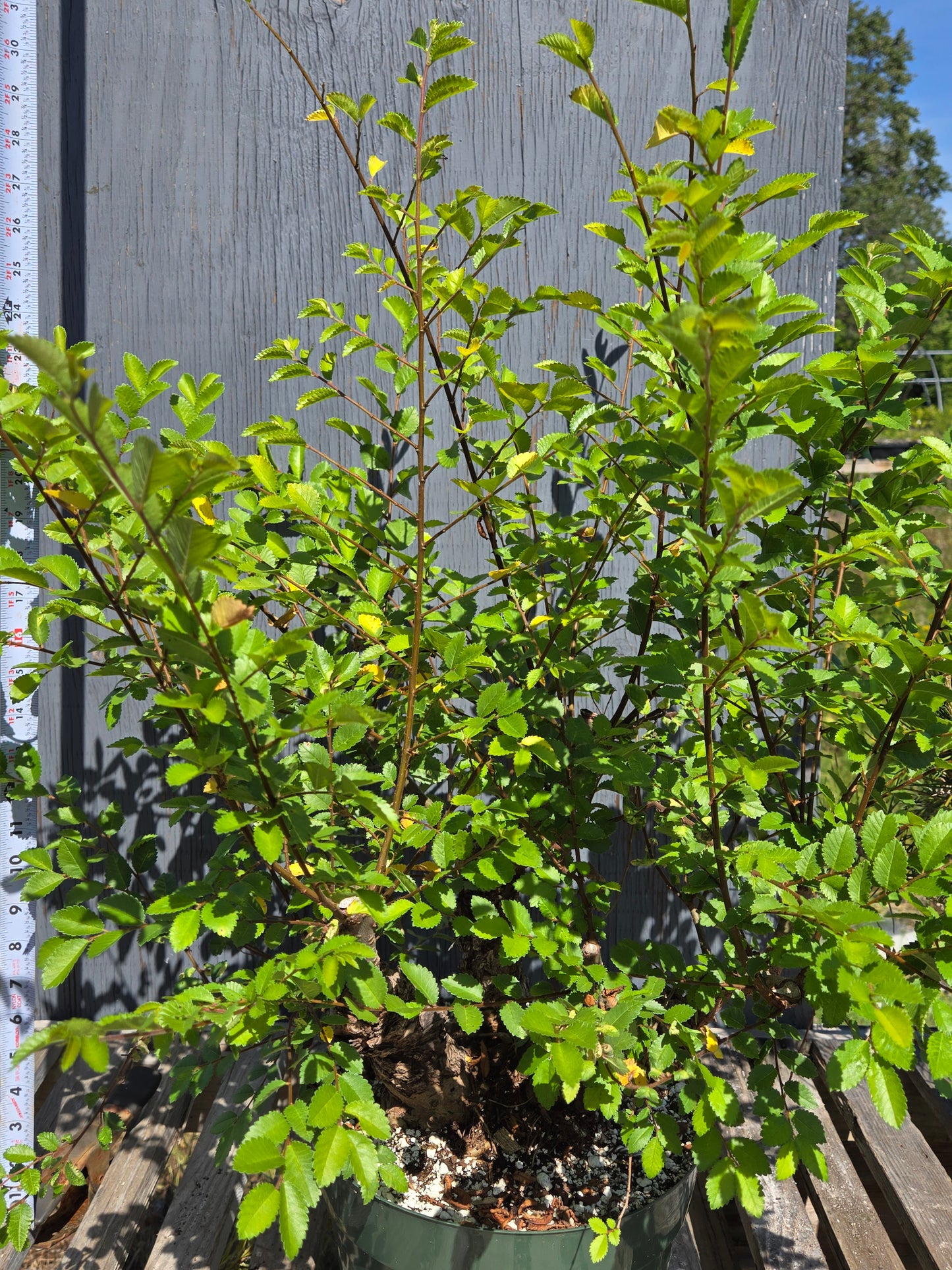 Cork Bark Chinese Elm SUM 00
