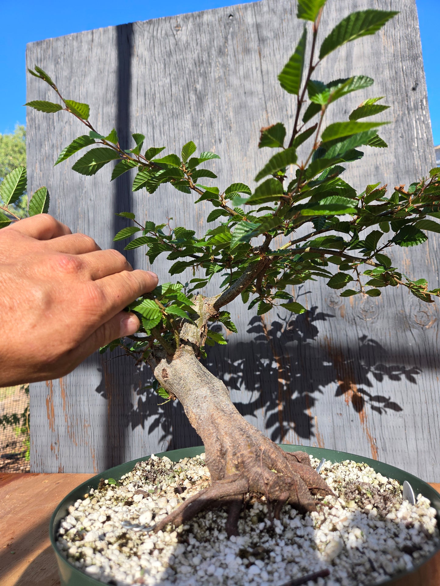 Carpinus coreana, Korean Hornbeam, Ccor sum 14