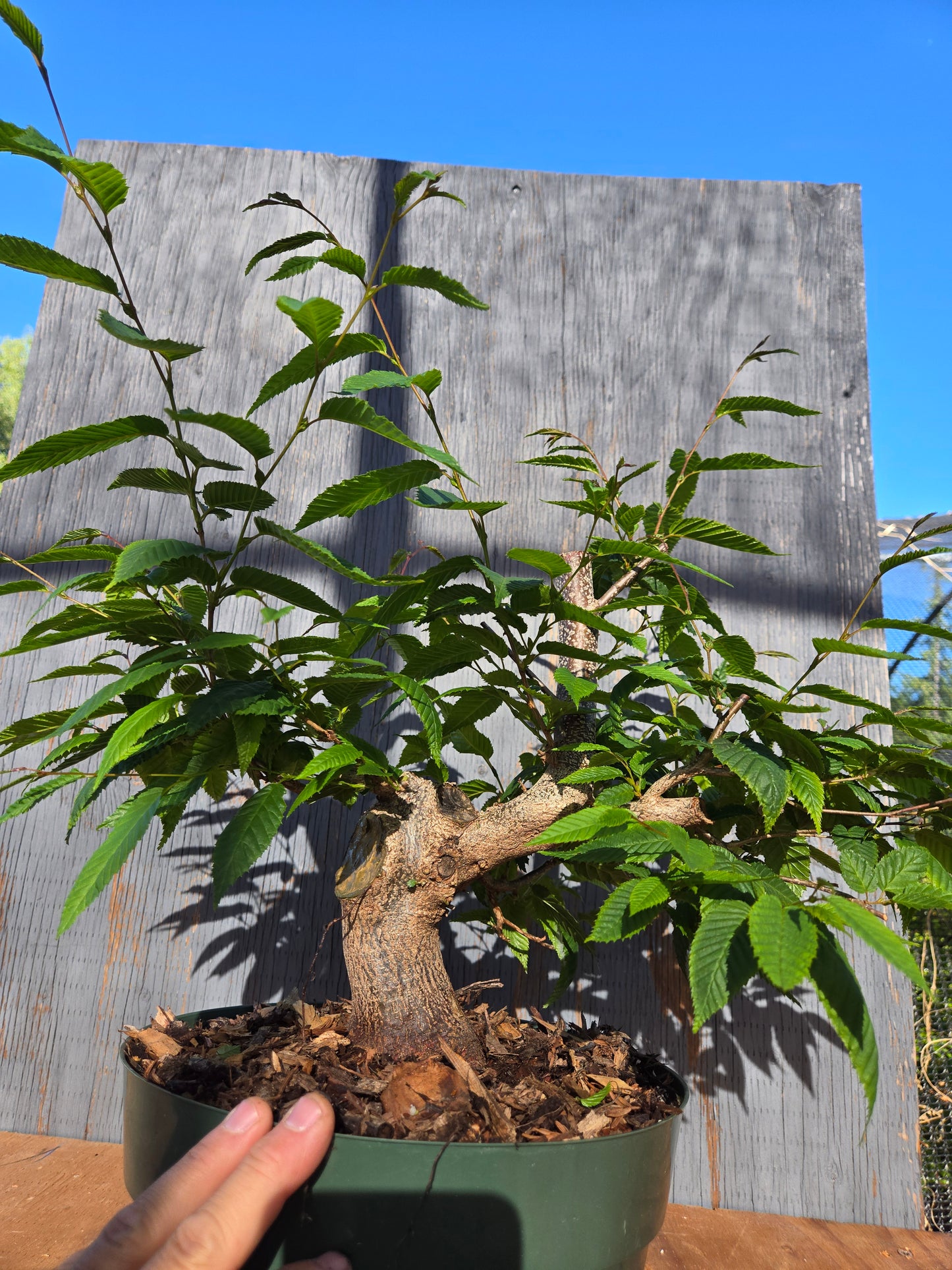 Carpinus japonica, Japanese Hornbeam, Cj JUN 00