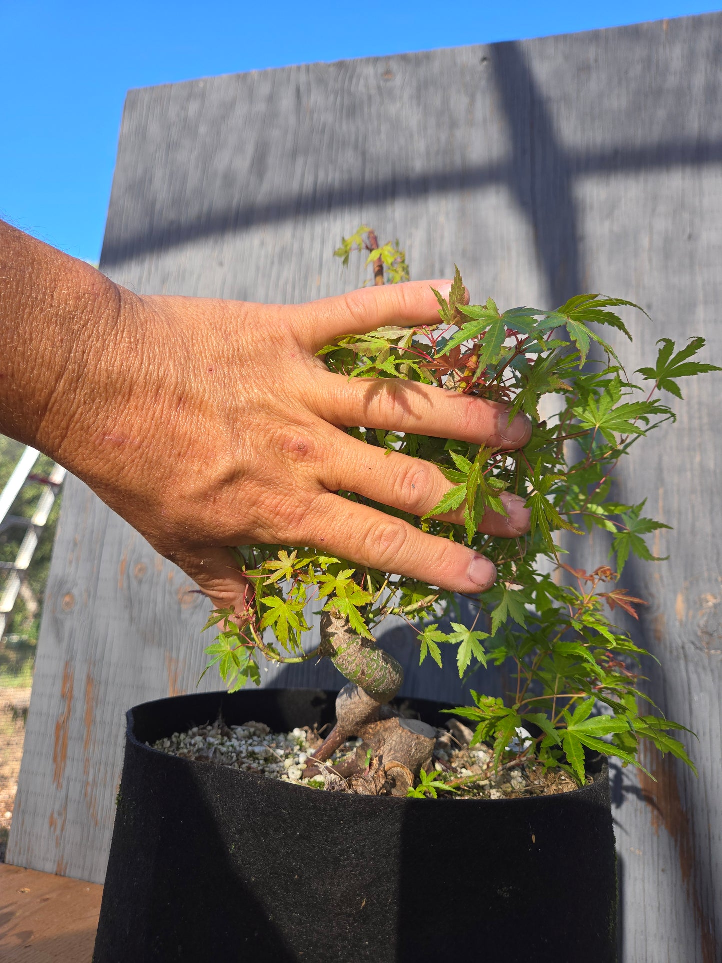 Field Grown Dwarf Japanese Maple, Acer palmatum. Shohin, Apd JUN 00