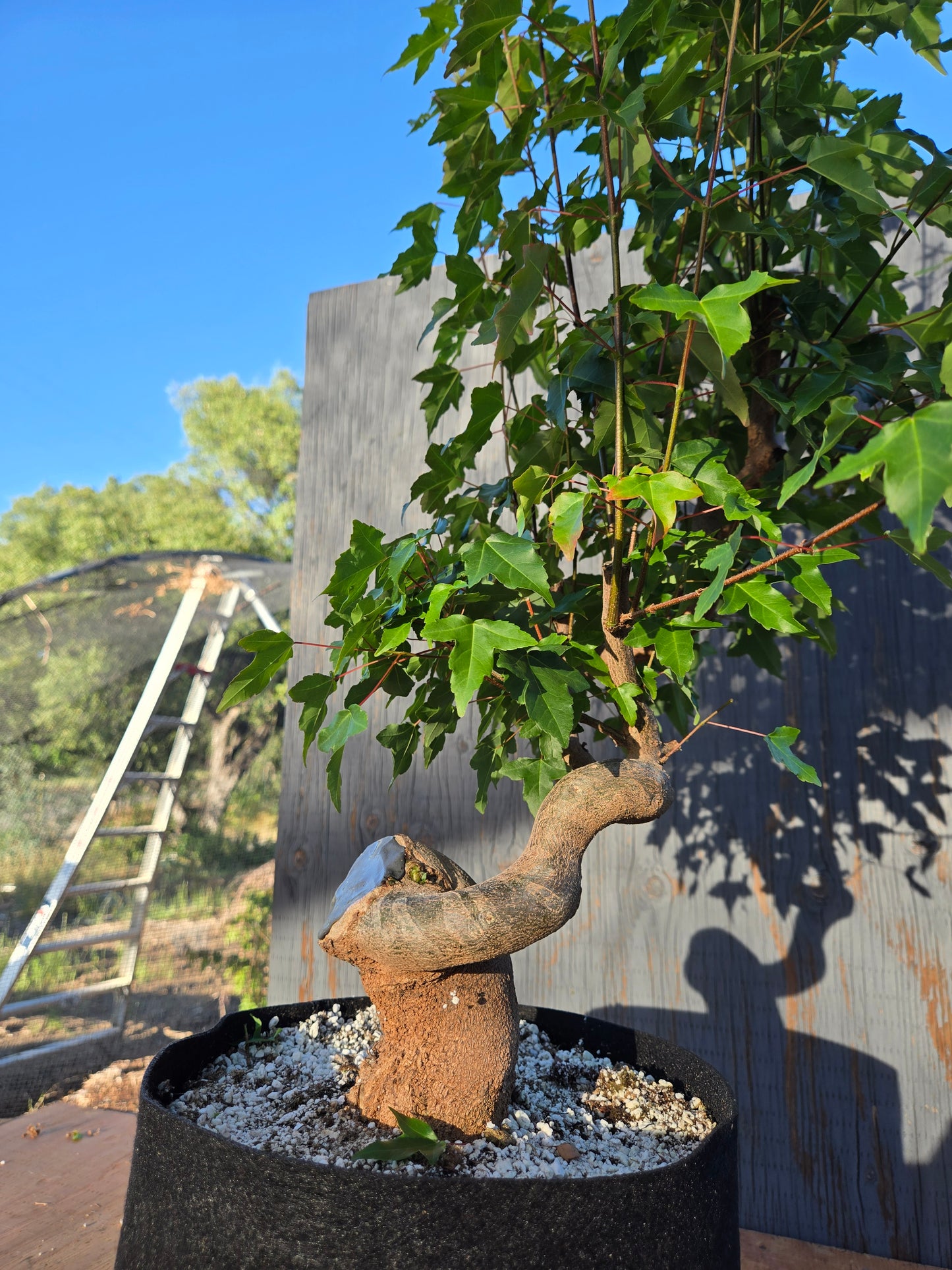 Trident Maple, Acer buergerianum, Ab JUN 00