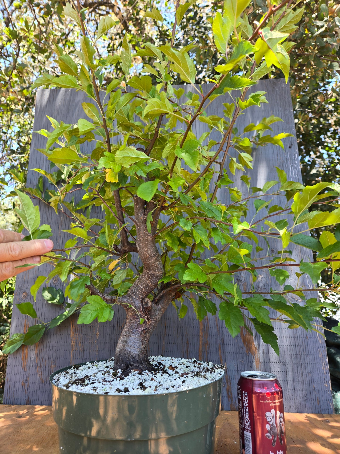 Hall's Crabapple, Malus halliana, Mhall Jun00