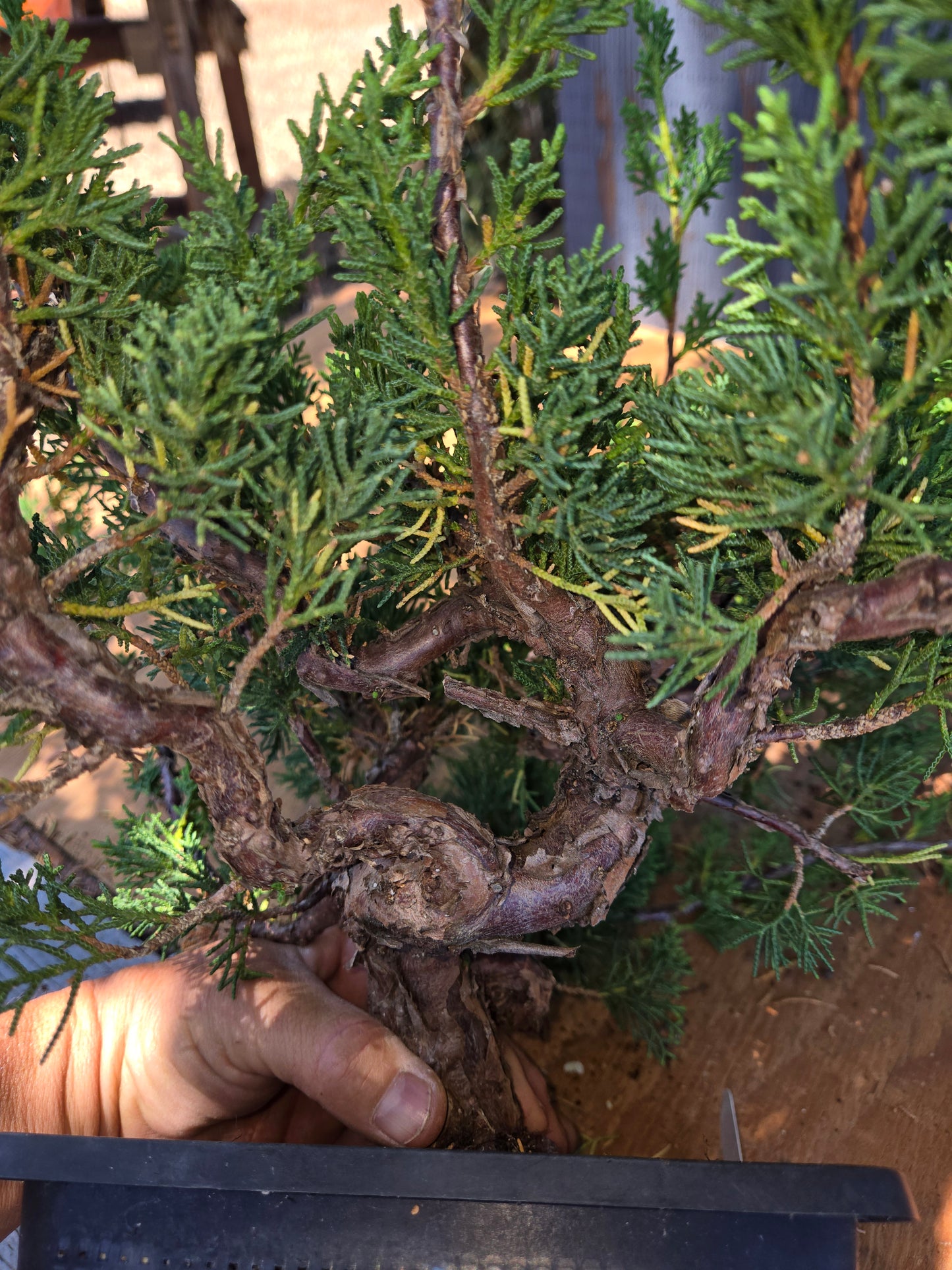 Kishu Shimpaku Juniper, JCS Jun01
