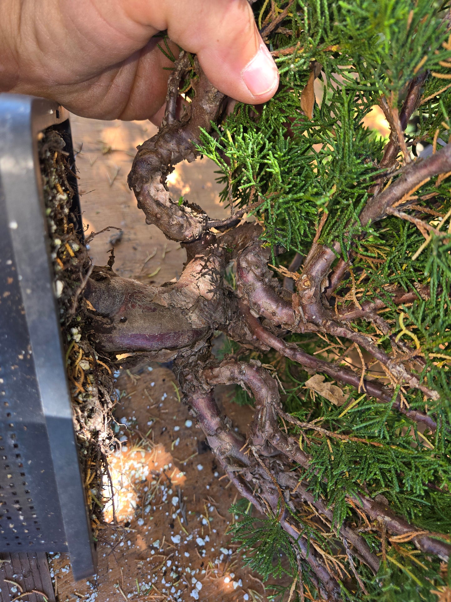 Itoigawa Shimpaku Juniper, JCI