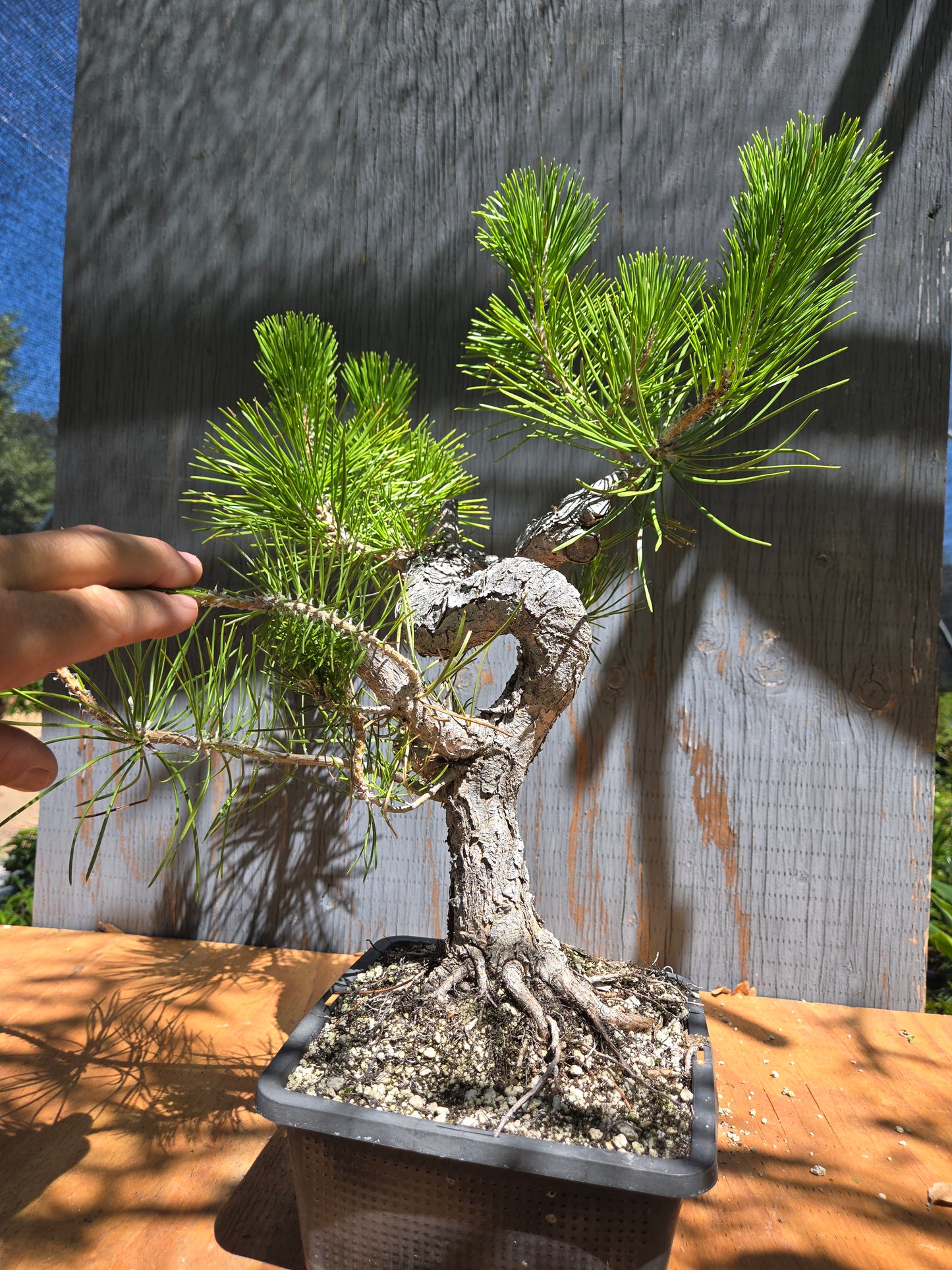Japanese Black Pine 'Mikawa' JUL 00