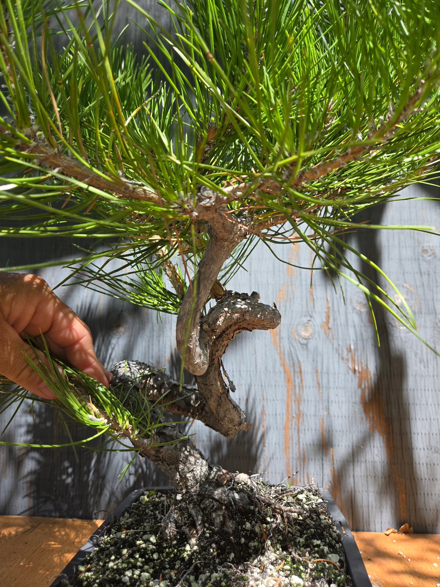 Japanese Black Pine 'Mikawa' JUL 03
