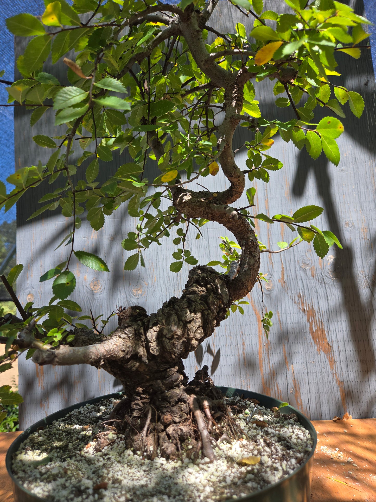 Cork Bark Chinese Elm JUL 00