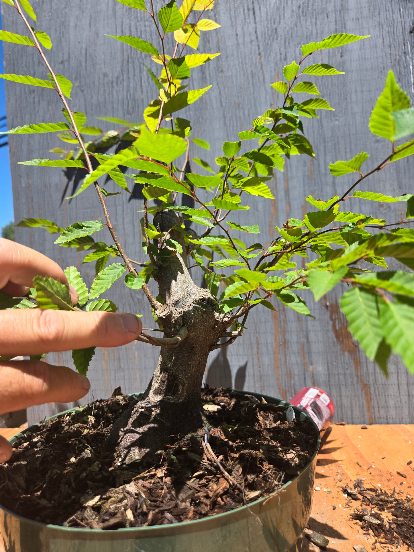 Carpinus laxiflora, Loose Flower Hornbeam Clax JUL 00