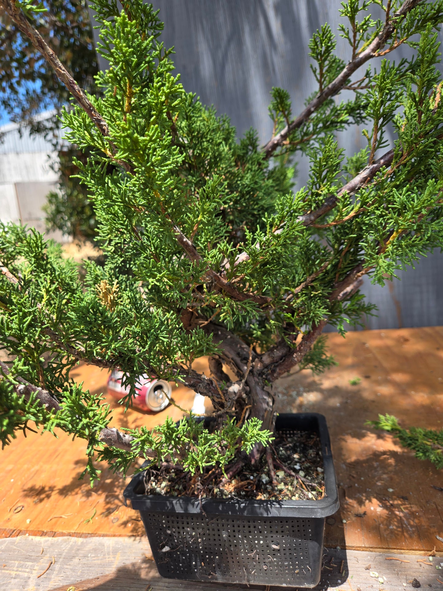 Kishu Shimpaku Juniper, JCS JUL 02