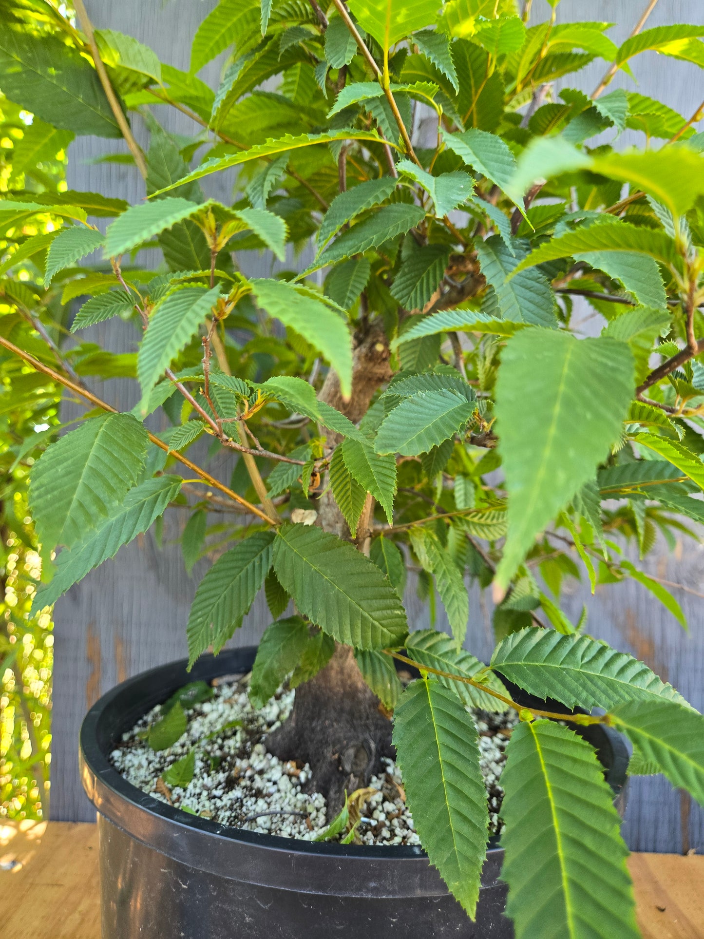 Carpinus japonica, Japanese Hornbeam, Cj AUG 02