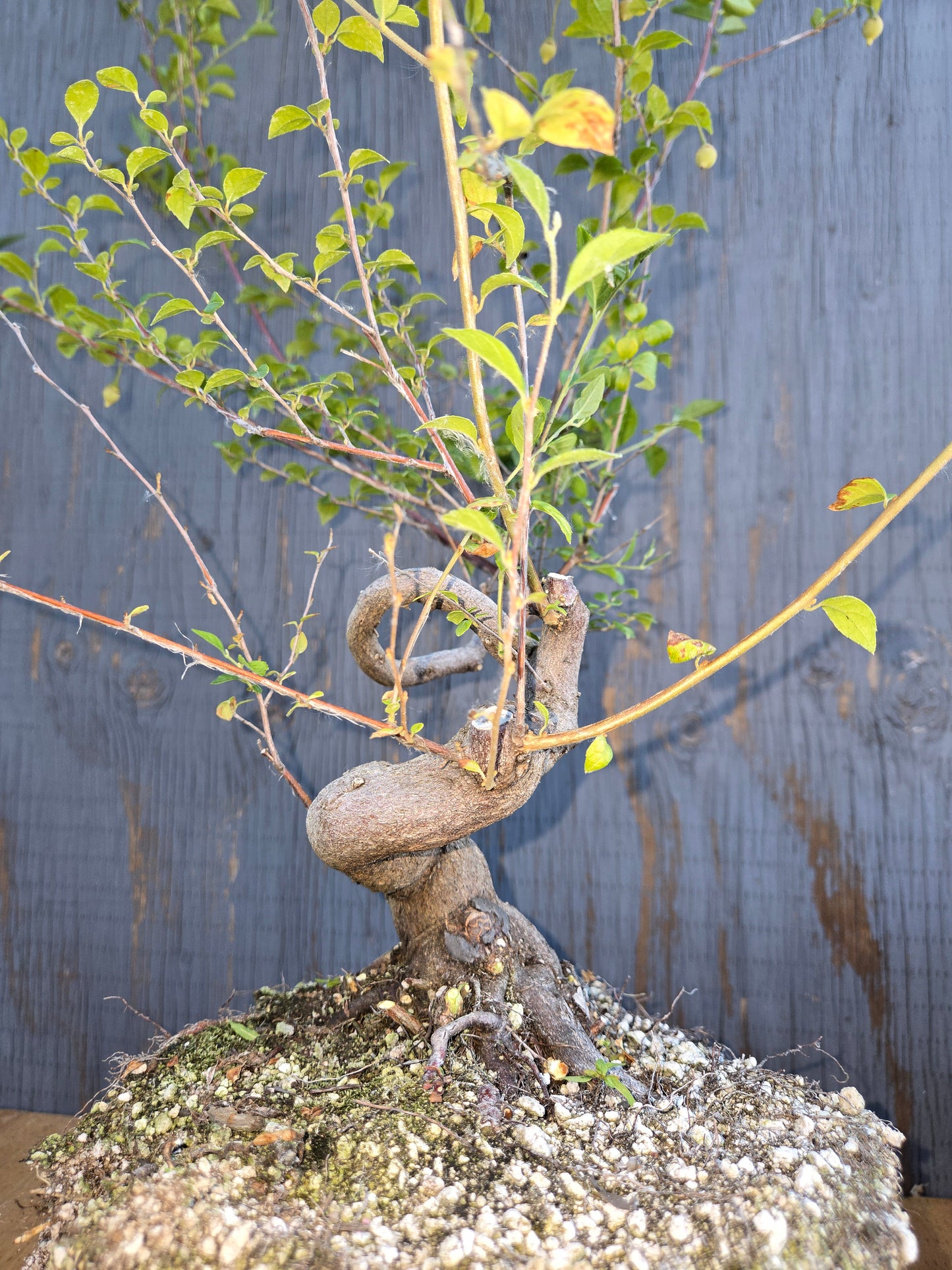 Formosan Styrax