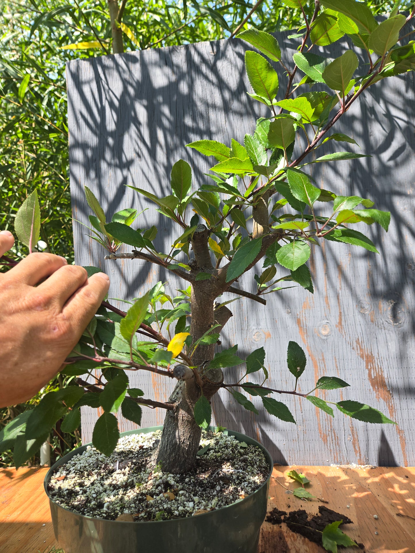 Crabapple 'Martinez' Mtz