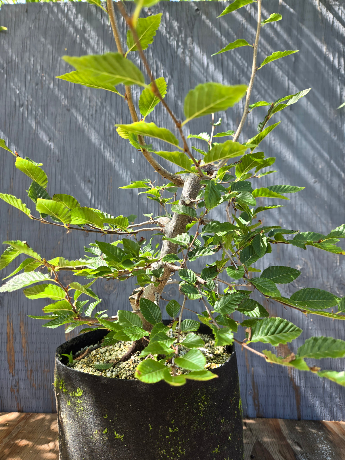 Carpinus coreana, Korean Hornbeam, Ccor Sept 06