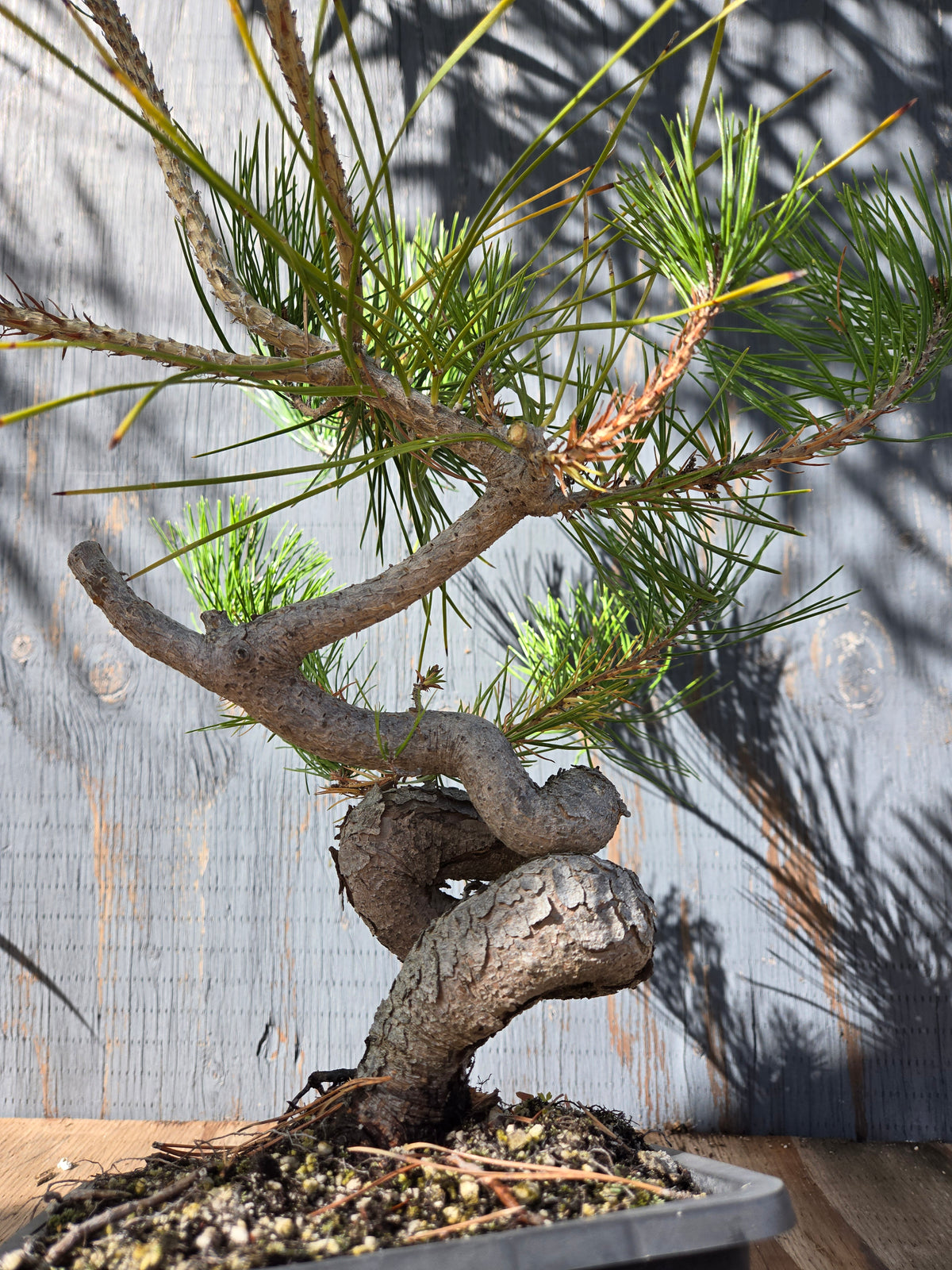 Japanese Red Pine, JRP OCT 01