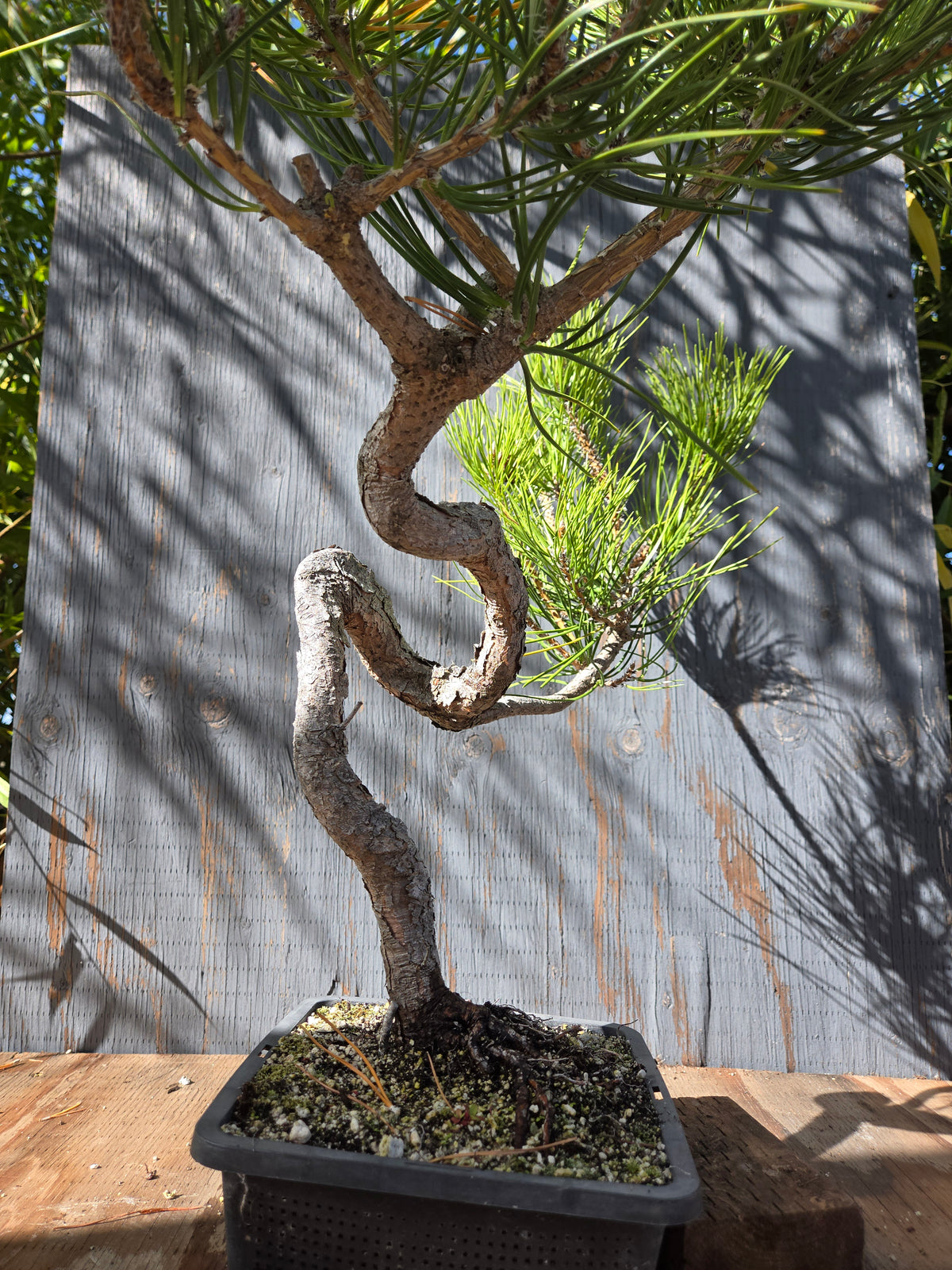 Japanese Black Pine 'Mikawa' OCT 02