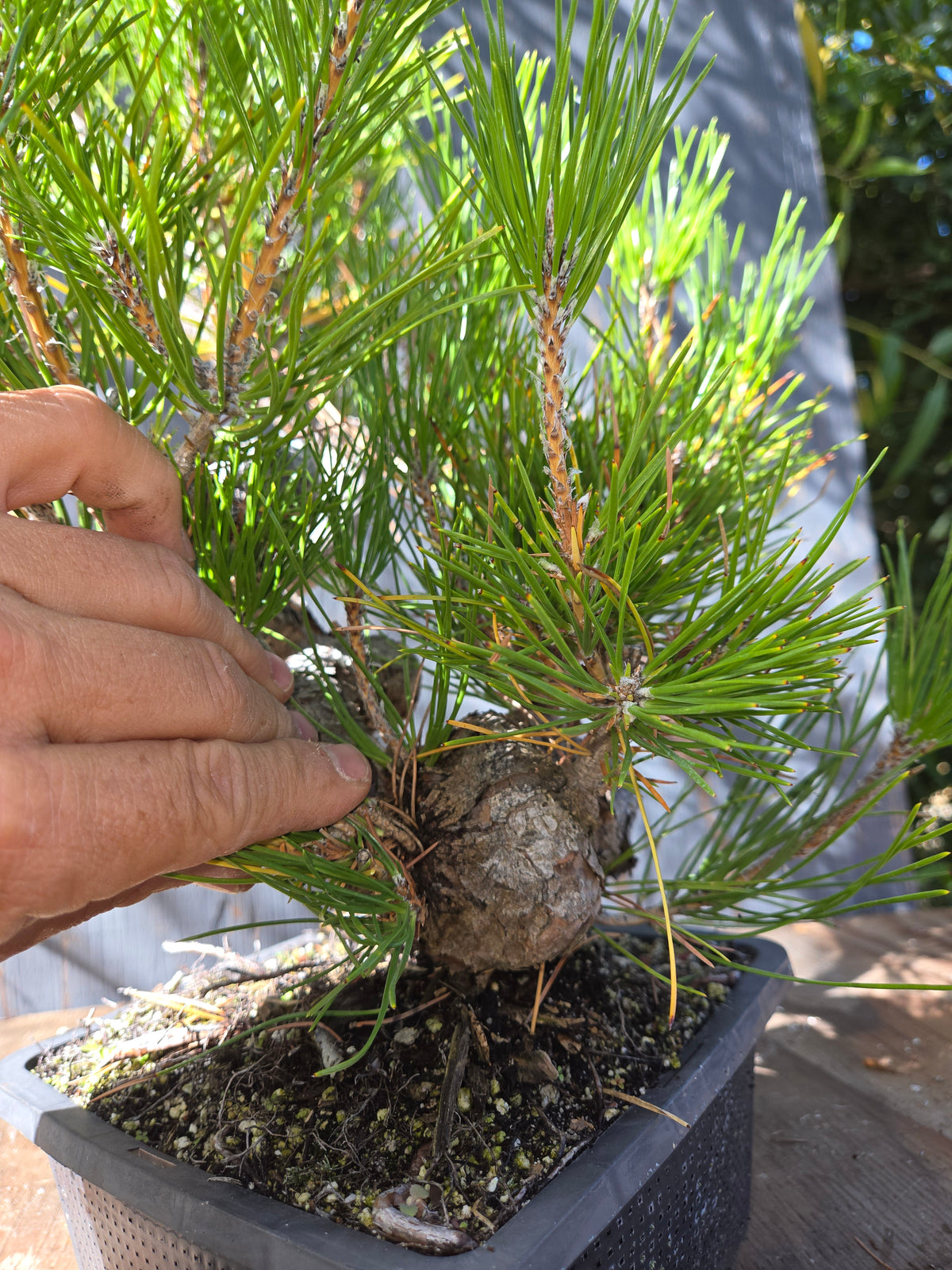 Japanese Black Pine 'Mikawa' OCT 07