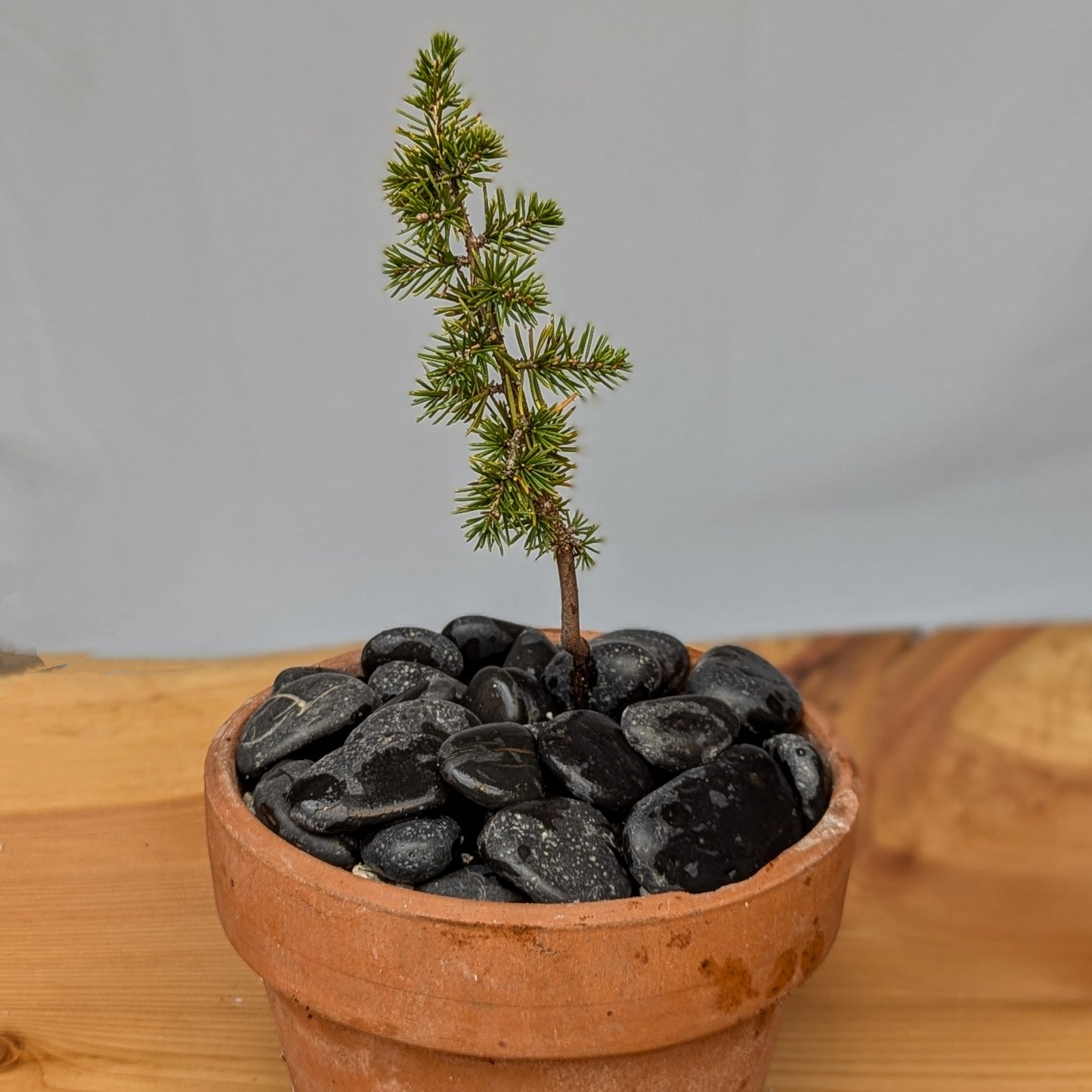 Cedrus brevifolia, Cedar of Cyprus.