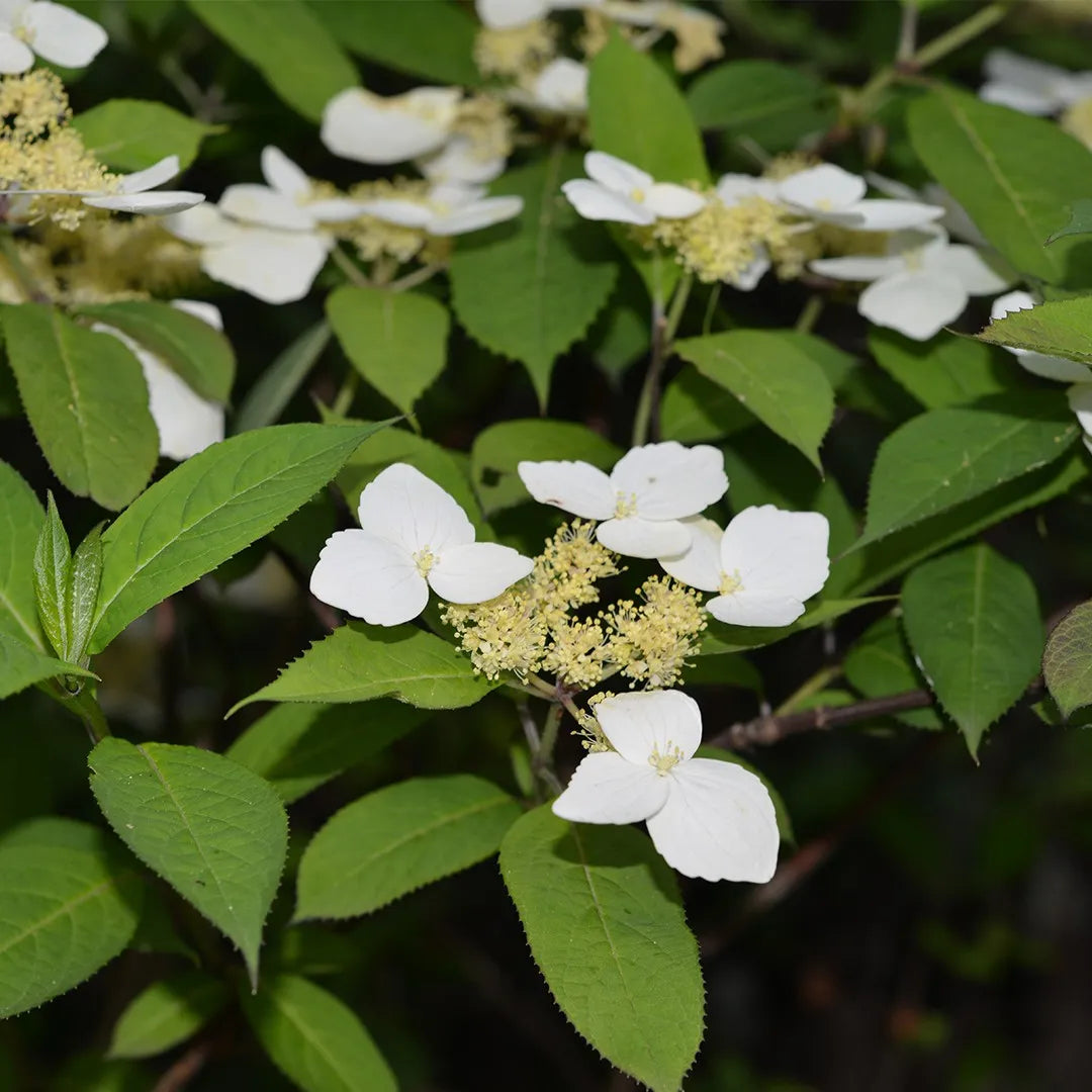 Hydrangea chinensis, Evergreen Hydrangea