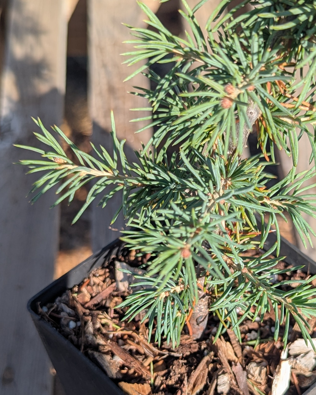 Cedrus atlantica 'Glauca' Seedling, Blue Atlas Cedar Seedling.