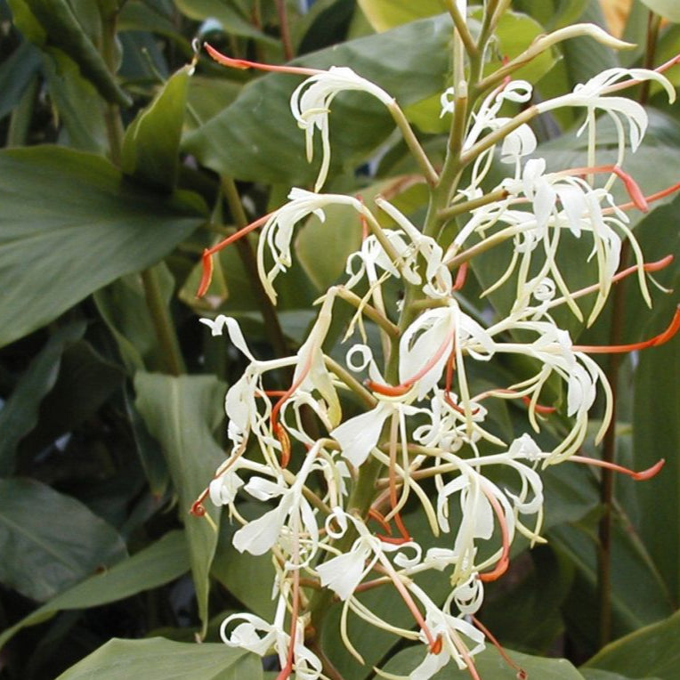 Hedychium gracile