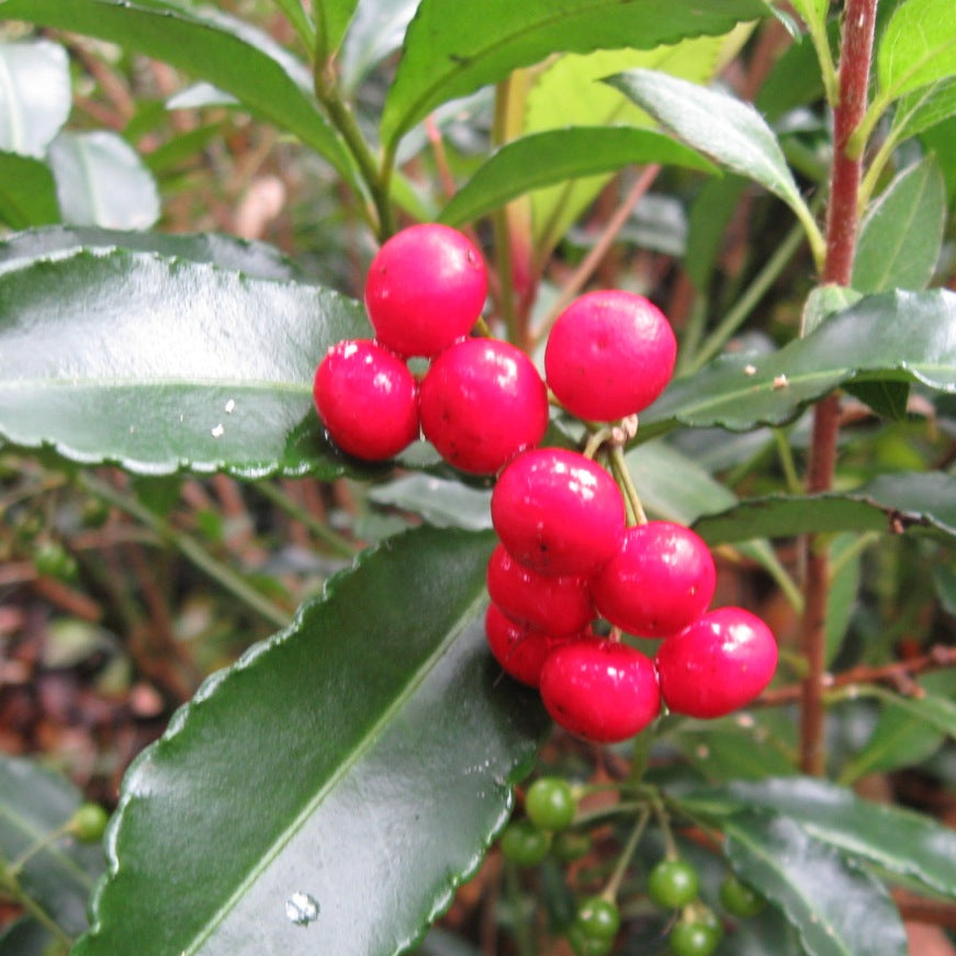Ardisia japonica, Marlberry