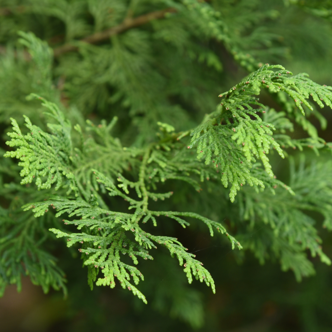 Chamaecyparis obtusa, Hinoki Cypress