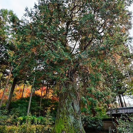 Chamaecyparis obtusa, Hinoki Cypress